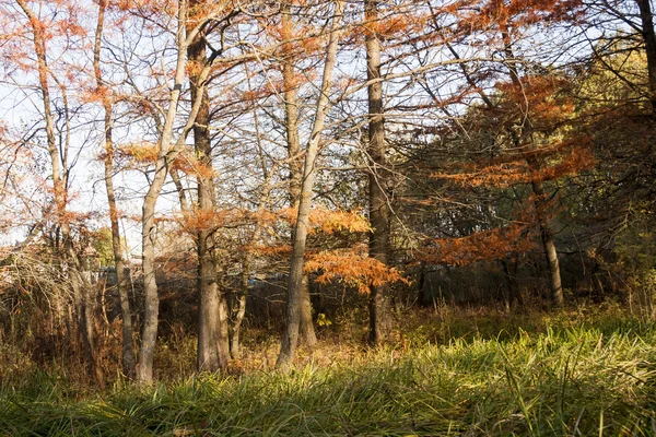 Podzimní krajina s podzimním listím a náladové světlo — Stock fotografie