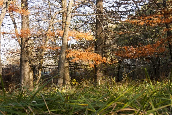 Herfst landschap met najaar bladeren en humeurig licht — Stockfoto