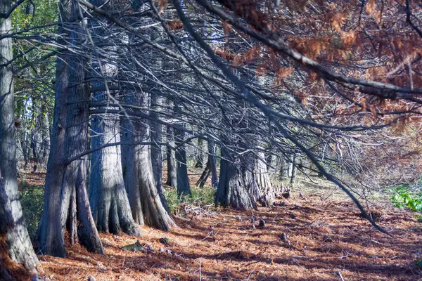 Paisaje otoñal con hojas de otoño y luz malhumorada — Foto de Stock