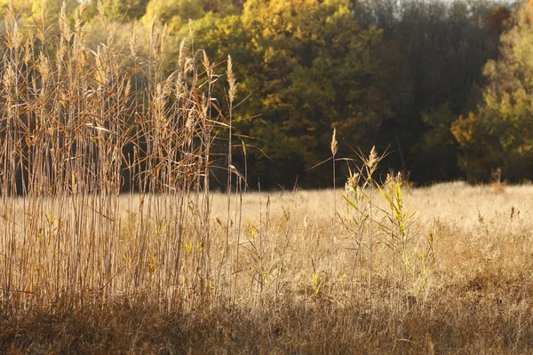 Jesień krajobraz z liści jesienią i nastrojowe światło — Zdjęcie stockowe