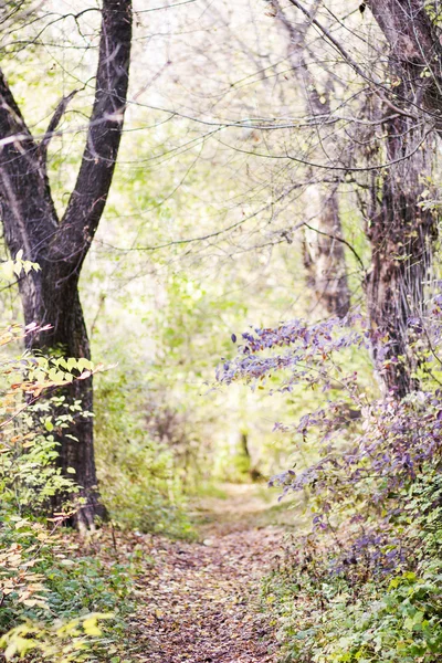 Paisaje otoñal con hojas de otoño y luz malhumorada — Foto de Stock