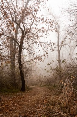 Donmuş bitkiler ve ağaçlar ayrıntıları ve sis sonbahar sonunda parkta