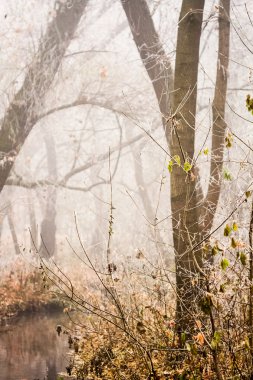 Donmuş bitkiler ve ağaçlar ayrıntıları ve sis sonbahar sonunda parkta