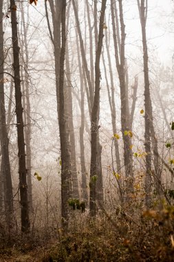 Donmuş bitkiler ve ağaçlar ayrıntıları ve sis sonbahar sonunda parkta