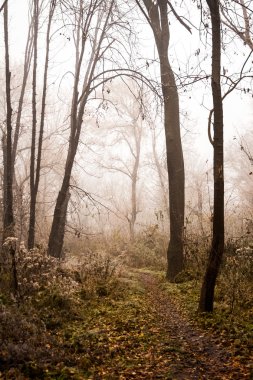 Donmuş bitkiler ve ağaçlar ayrıntıları ve sis sonbahar sonunda parkta