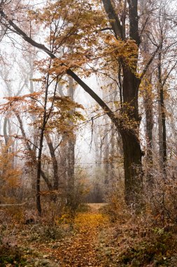Donmuş bitkiler ve ağaçlar ayrıntıları ve sis sonbahar sonunda parkta