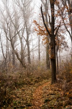 Donmuş bitkiler ve ağaçlar ayrıntıları ve sis sonbahar sonunda parkta