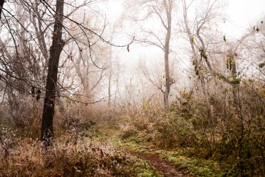 Donmuş bitkiler ve ağaçlar ayrıntıları ve sis sonbahar sonunda parkta