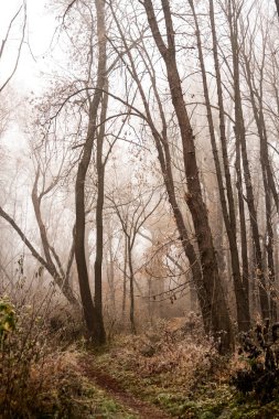 Donmuş bitkiler ve ağaçlar ayrıntıları ve sis sonbahar sonunda parkta