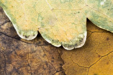 Sonbahar kurutulmuş yaprakları - doku