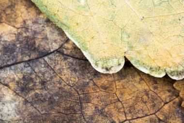 Sonbahar kurutulmuş yaprakları - doku