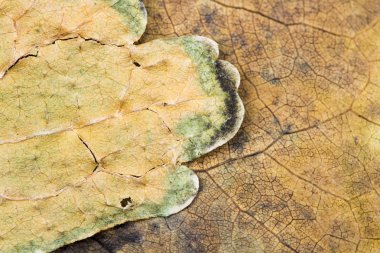 Sonbahar kurutulmuş yaprakları - doku