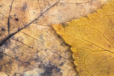 Sonbahar kurutulmuş yaprakları - doku