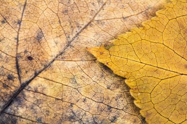 Sonbahar kurutulmuş yaprakları - doku