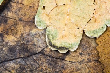 Sonbahar kurutulmuş yaprakları - doku