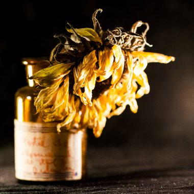 Kurutulmuş ayçiçeği ve koyu arka plan ile natürmort kompozisyon