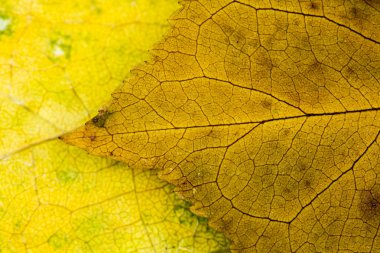 Sonbahar kurutulmuş yaprakları - doku