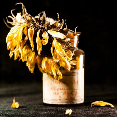 Kurutulmuş ayçiçeği ve koyu arka plan ile natürmort kompozisyon