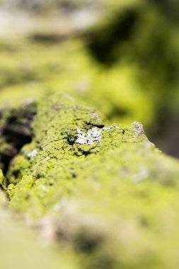 Ağaç kabuğu - doku ve çok yumuşak odak ile arka plan üzerinde yeşil yosun ile soyut kompozisyon