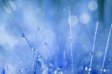 Renkli arka plan üzerinde su damlaları ile karahindiba tohum