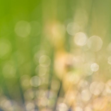 Doğal, renkli arka plan ile bokeh