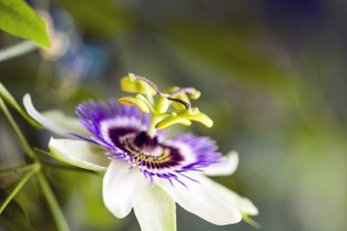 Tutku çiçek (Passiflora incarnata) ayrıntıları ile