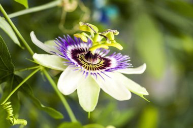 Tutku çiçek (Passiflora incarnata) ayrıntıları ile