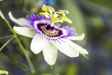 Tutku çiçek (Passiflora incarnata) ayrıntıları ile