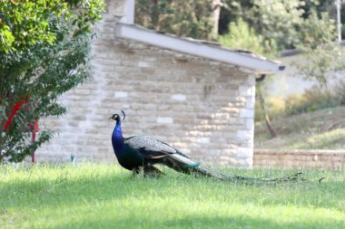 Güzel bir rezervasyon Peacock'da