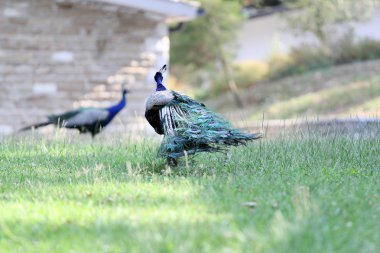 Güzel bir rezervasyon Peacock'da