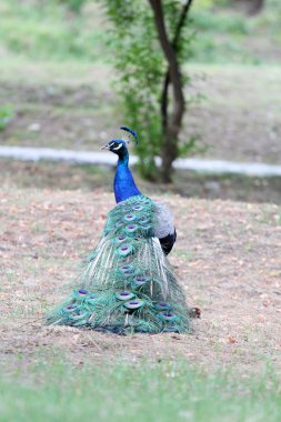 Güzel bir rezervasyon Peacock'da