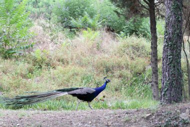 Güzel bir rezervasyon Peacock'da