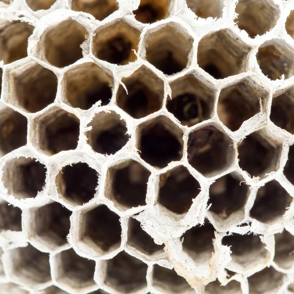 Yaban arısı tarak ile soyut kompozisyon