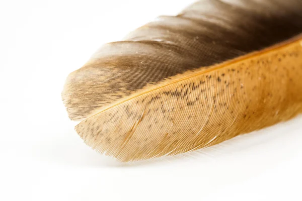 Colorful fen feather — Stock Photo, Image