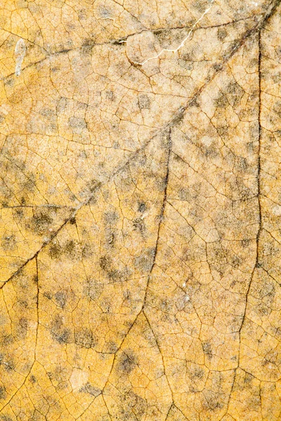 Autumnal dried leaves - texture — Stock Photo, Image