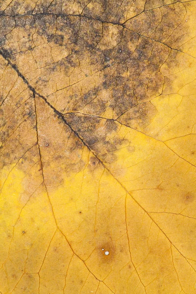 Hojas secas otoñales - textura — Foto de Stock