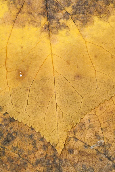 Sonbahar kurutulmuş yaprakları - doku — Stok fotoğraf