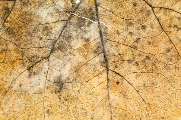 Feuilles séchées automnales - texture — Photo