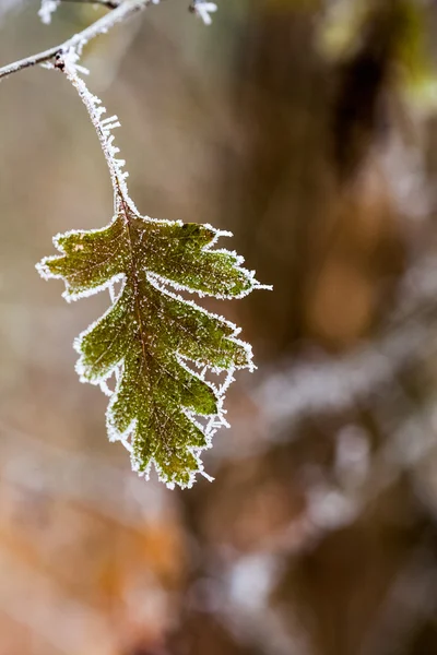 Frozen plants and leaves with spiderwebs and details at the end of autumn — Stock Photo, Image