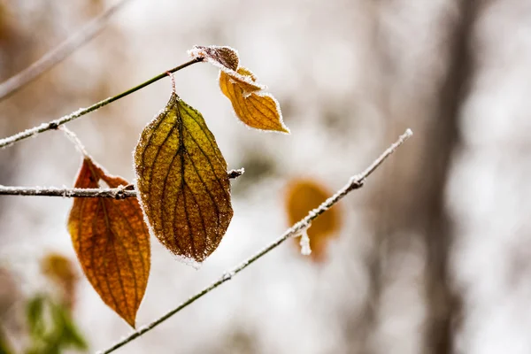 Plantes et feuilles congelées avec toiles d'araignée et détails à la fin de l'automne — Photo