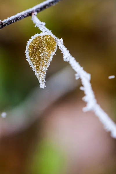 Plantes et feuilles congelées avec toiles d'araignée et détails à la fin de l'automne — Photo