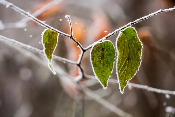 Plantas e folhas congeladas com teias de aranha e detalhes no final do outono — Fotografia de Stock