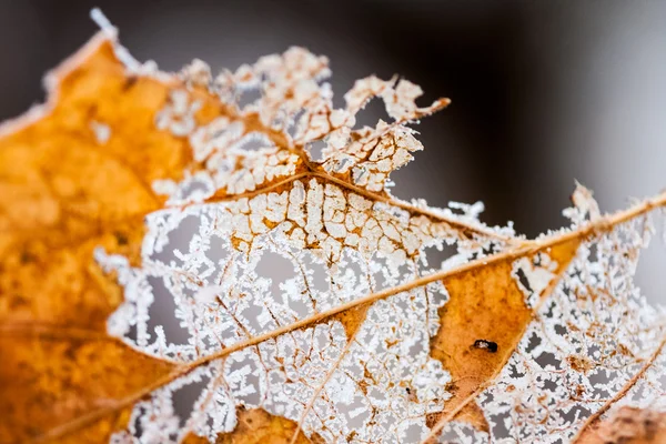 Plantes et feuilles congelées avec toiles d'araignée et détails à la fin de l'automne — Photo