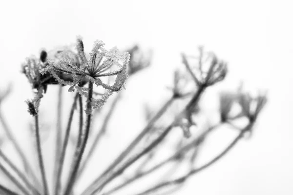 Bevroren planten en bladeren met spinnenwebben en details aan het eind van de herfst — Stockfoto