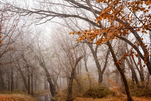 Plantas y árboles congelados con detalles y niebla en el parque a finales de otoño — Foto de Stock