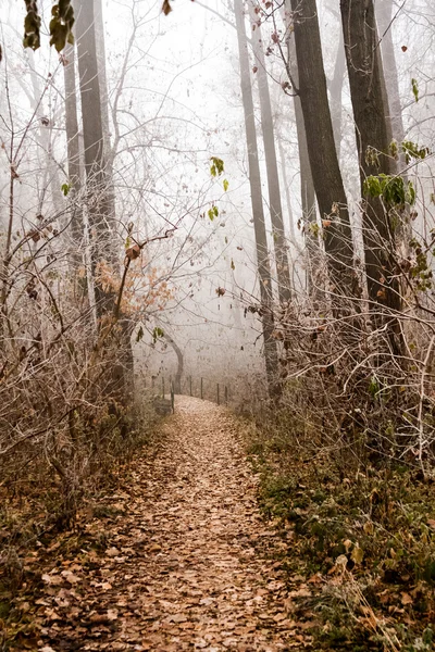 Plantas y árboles congelados con detalles y niebla en el parque a finales de otoño — Foto de Stock