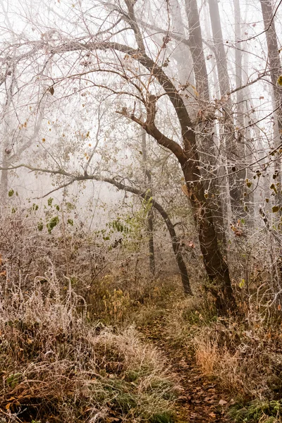 Donmuş bitkiler ve ağaçlar ayrıntıları ve sis sonbahar sonunda parkta