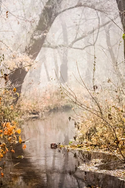 Eingefrorene Pflanzen und Bäume mit Details und Nebel im Park am Ende des Herbstes — Stockfoto