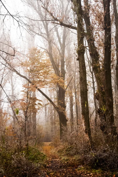 Frozen plants and trees with details and fog in the park at the end of autumn — Stock Photo, Image