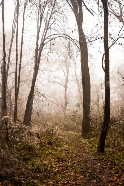 Donmuş bitkiler ve ağaçlar ayrıntıları ve sis sonbahar sonunda parkta